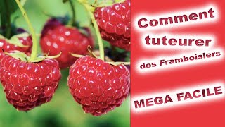 Le tuteurage MEGA FACILE du Framboisier : en Bipode