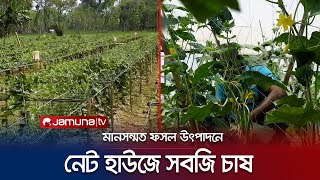 নেট হাউজে ফসল চাষ করে কী কী সুবিধা পাচ্ছেন কৃষকরা? | Net House Cultivation | Jessore | Jamuna TV