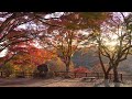 jg8k 広島 尾関山公園の紅葉 hiroshima ozekiyama park in autumn