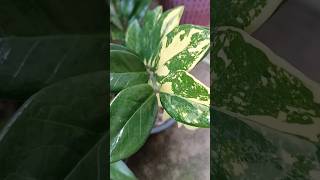 กวักมรกตด่าง zz plant Variegated #plants #zzplants #garden #houseplant