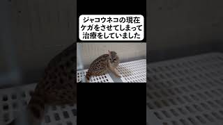 ジャコウネコの現在 ケガをさせてしまって治療をしていました