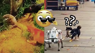 বর্তমানে ভাইরাল ভিডিও TikTok trending videos best funny video 😛😛😛