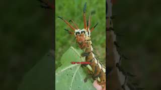 The Horned Monster Caterpillar