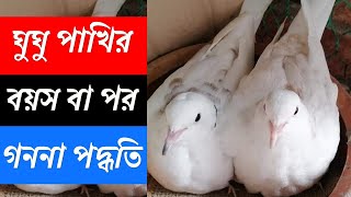 ঘুঘু পাখির পর বা বয়স গননা পদ্ধতি | ঘুঘু পাখির বয়স জানার উপায় | ঘুঘু পাখি পালন পদ্ধতি