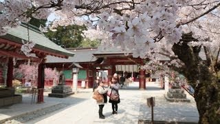 陸奥国一宮・鹽竈神社のサクラ巡り