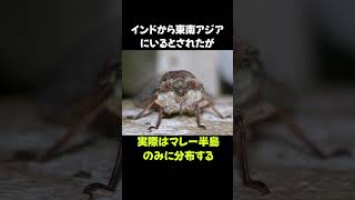 世界最大のセミ「テイオウゼミ」の雑学 #動物 #生き物 #shorts #雑学 #豆知識 #おもしろい #昆虫