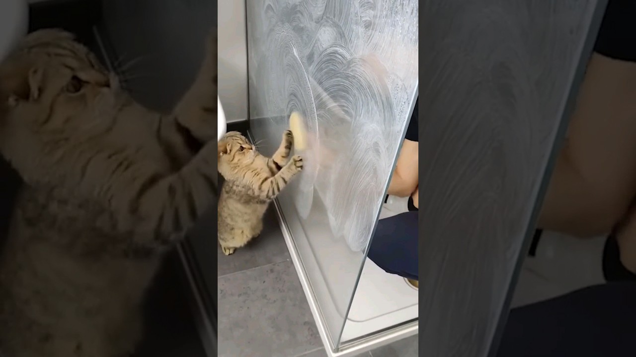 Cute Cat Compilationёяриёятш Funny Pet Videos Cats Shorts тау Housepetscare