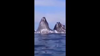 Is this fake ? 🐋🐳 Whale sound #shorts #seaanimals #wildlife