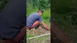 Harvesting Taro root in my field with my husband.