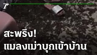 สะพรึง อภิมหากองทัพแมลงเม่าบินเข้าบ้าน | 11-05-65 | ห้องข่าวหัวเขียว