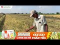 agrijapan giải pháp hoàn hảo tạo hạt thần tốc phun giai đoạn cong trái me và Đỏ Đuôi