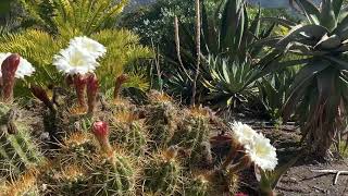 White Echinopsis Cactus | Spectacular Full Bloom | Species Highlight