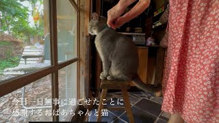 【今日一日を無事に過ごせたことに感謝するおばあちゃんと猫】