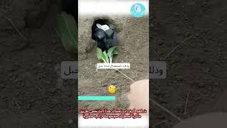 شاهد كيف استعمال هذا الشخص طريق ماكرة لصطياد مجموعة ارانب صغيرة#shorts