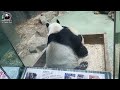 20220130 圓寶被媽咬後頸肉完美壓制 the giant panda yuan bao and yuan yuan