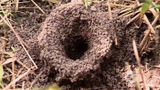 Métodos para evitar la presencia de la hormiga arriera | La Finca de Hoy