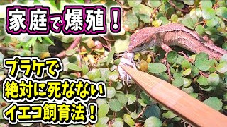 【2021令和最新版】大量のイエコも死なないプラケース管理法！🦗【ヨーロッパイエコオロギ・ニホンカナヘビ・活餌・爬虫類・飼育】