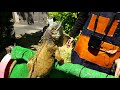 ★【zoo time】グリーンイグアナの幸せな日光浴　happy green iguana sunbathing @zootimech