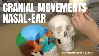 Cranial Movements - Facial Bones