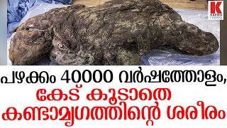 പഴക്കം 40000 വർഷത്തോളം ,കേട് കൂടാതെ കണ്ടാമൃഗത്തിന്റെ ശരീരം