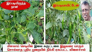 மிளகாய் செடியில் புதிய முறையில் இலை சுருட்டல் நீக்கல்  Removal of leaf curls in chilly plant new way