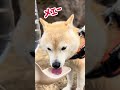 【柴犬キャンプ】今日の水くれ！とメェーメェーヤギさん【shiba inu】 shorts