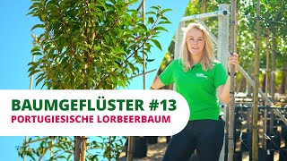 Baumgeflüster #13  | Der Portugiesische Lorbeerbaum