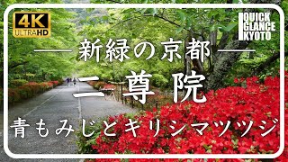 二尊院 【京都 青もみじ】「紅葉の馬場」と呼ばれる参道は青もみじも美しいです。四月中下旬はキリシマツツジが入口で出迎えてくれます [No.330]