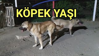 KÖPEK YAŞI NASIL HESAPLANIR ? KÖPEK YAŞI HESAPLAMA , KÖPEKLERDE YAŞ TAYİNİ . 7 KAT YÖNTEMİNİ UNUTUN