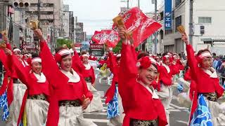 『備後ばらバラよさこい踊り隊 』福山ばら祭ローズパレード2024