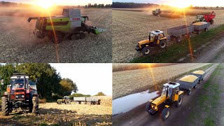 Kukurydza z URSUSAMI | Zalesie Śląskie | Lexion 7500TerraTrac