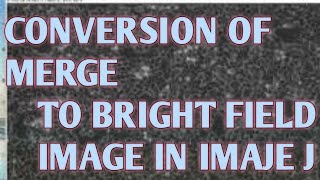 To get brightfield image from a overlay image using image J