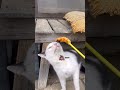 可愛い猫のプリンちゃんと一緒に遊ぶ。 猫 short