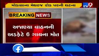 Aravalli: 6 cattle killed after being hit by vehicle on Modasa-Meghraj road| TV9News