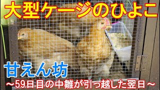 大型ケージのひよこ～引っ越し翌日の成鶏と隔離飼育する59日目の中雛～