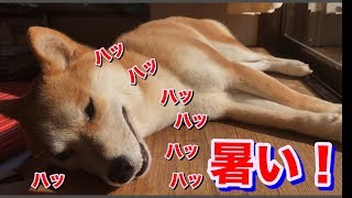 柴犬ハナと猫クロ サウナみたいに日光浴をする犬、おっさん化している猫 -- Shiba sork up some sun,looks like sauna.--