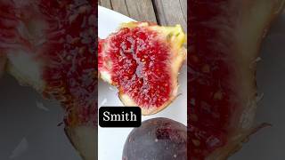 Fig Tree Collection: SMITH #growsomething #waterwise #foodforest #breakfast