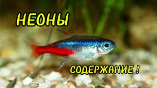 НЕОНЫ🐠: содержание, кормление , уход и разведение!