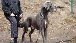 Great Dane Գերմանական Դոգ Deutsche Dogge 大丹狗گریت دین