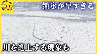 流氷が早すぎる…観光客歓喜もサロマ湖の養殖施設へ被害懸念　流氷が川を遡上する現象も