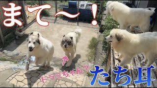 【ナウシカ走る💨】たち耳アシタカはドラえもんにでてきそうでかわいい❤️【Great Pyrenees】