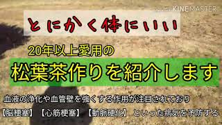 松葉茶を楽しみましょう【我很享受用松葉砌成的新茶】