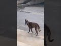 dog shows the smoothest head nod shorts