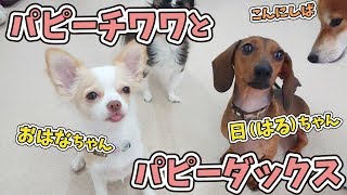 パピーチワワとパピーダックス 🐶ひみつきちなう！①🐶 (柴犬,トイプードル,日本スピッツ) 2019年9月27日