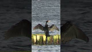 Озеро, баклан, солнышко зимой.Lake, cormorant, sun in winter. #birds #птицы #nature #duck #wildlife