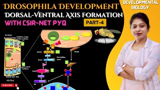 Drosophila Development-4| Dorsal Ventral Axis Formation Drosophila | Developmental Biology |CSIR NET