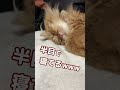 半目で寝る猫　 サイベリアン siberian ねこのきなこもち 猫動画 猫好きさんと繋がりたい cat ねこ もふもふ猫