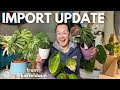 Import Anthurium UPDATE + tips for BIG LEAVES | Plant with Roos