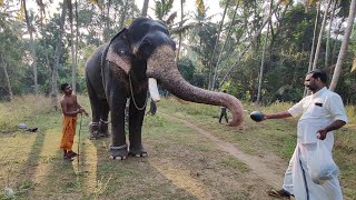 തണ്ണിമത്തൻ കണ്ടപ്പോളെ ചെക്കൻ കൈ നീട്ടി... Elephant eating watermelon