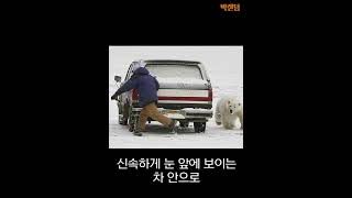 차 문을 잠그면 불법인 동네?!!(feat.북극곰)